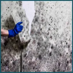 Coral Springs Restoration Expert Coral Springs, FL 954-355-0054 Coral Springs Restoration Expert Coral Springs, FL 954-355-0054 - mold-sidebar